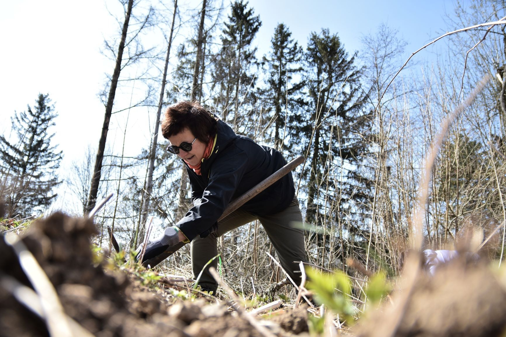 Zaměstnanci Ondrášovky vysadili v blízkosti Moravského  Berouna les odolný vůči suchu i kůrovci